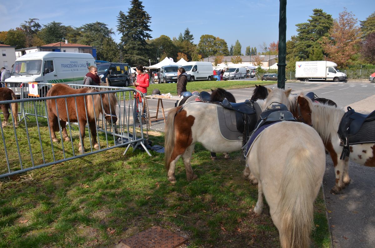 Marche Poire 2015 034