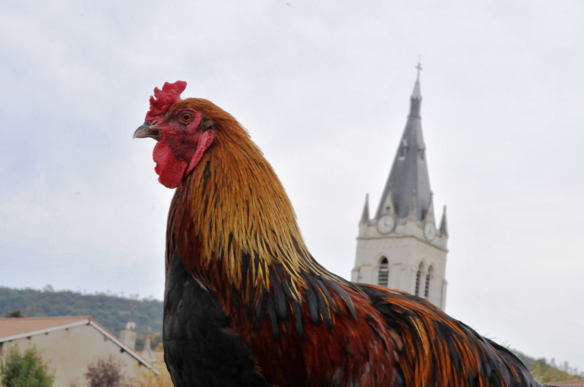 Marche Poire 2016 010