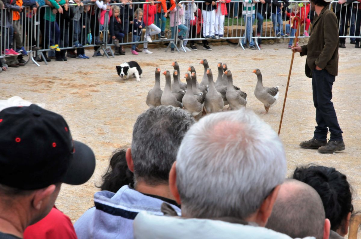 Marche Poire 2016 011